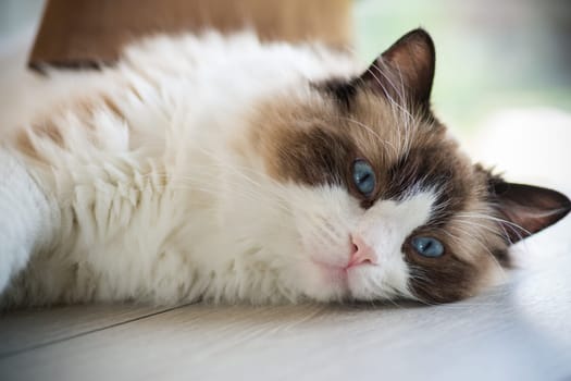 Beautiful young white purebred Ragdoll cat with blue eyes, at home.