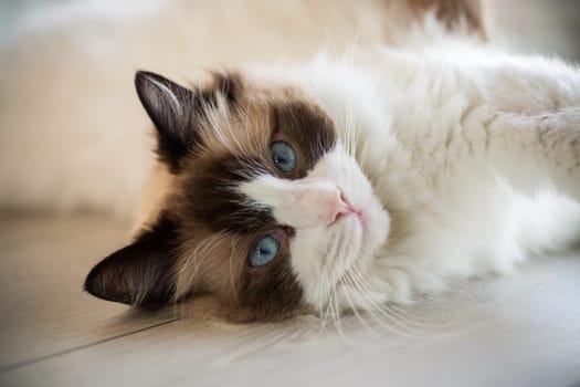 Beautiful young white purebred Ragdoll cat with blue eyes, at home.