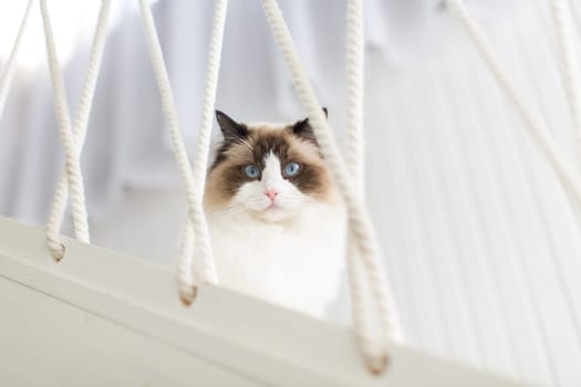 Beautiful young white purebred Ragdoll cat with blue eyes, at home.