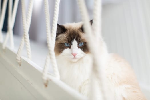 Beautiful young white purebred Ragdoll cat with blue eyes, at home.