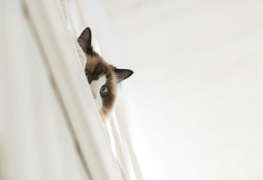 Beautiful young white purebred Ragdoll cat with blue eyes, at home.