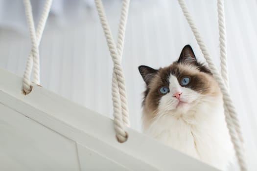 Beautiful young white purebred Ragdoll cat with blue eyes, at home.