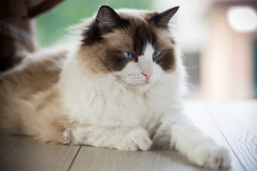 Beautiful young white purebred Ragdoll cat with blue eyes, at home.