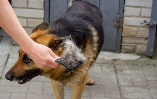 a man combs a dog's fur with a brush. Selective focus