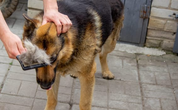 a man combs a dog's fur with a brush. Selective focus