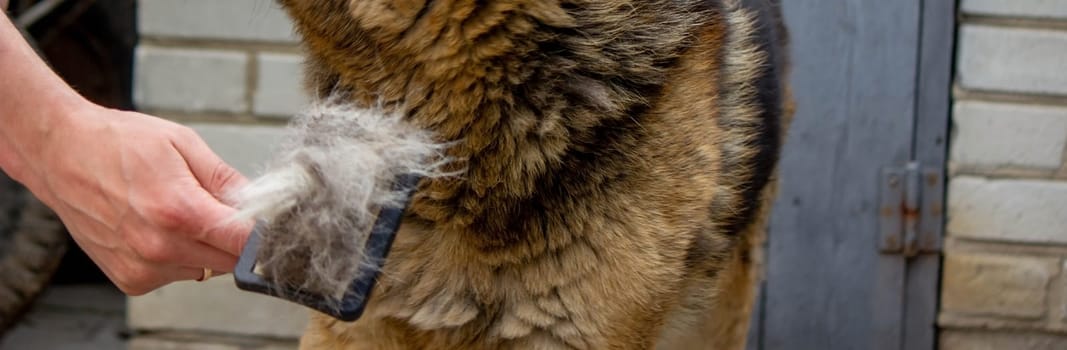 a man combs a dog's fur with a brush. Selective focus