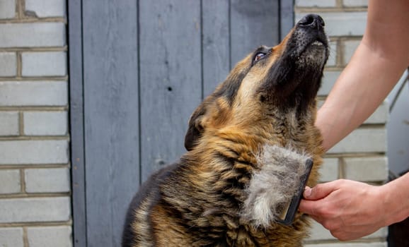 a man combs a dog's fur with a brush. Selective focus