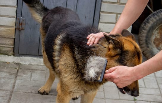a man combs a dog's fur with a brush. Selective focus