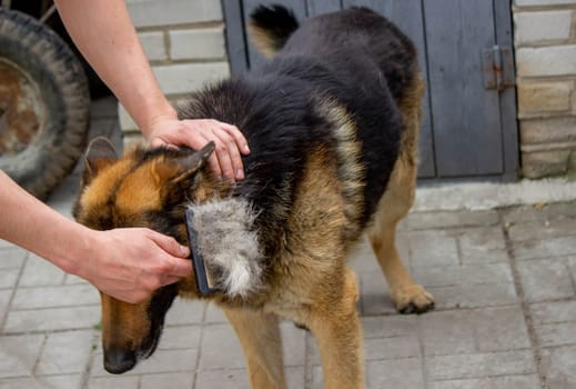 a man combs a dog's fur with a brush. Selective focus