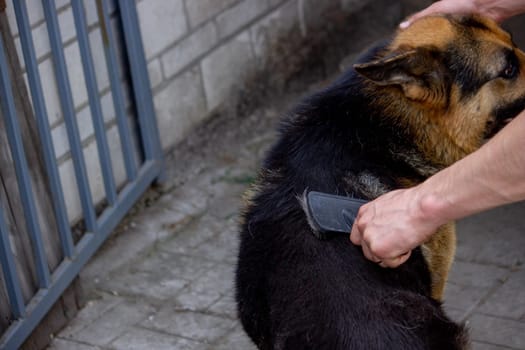 a man combs a dog's fur with a brush. Selective focus