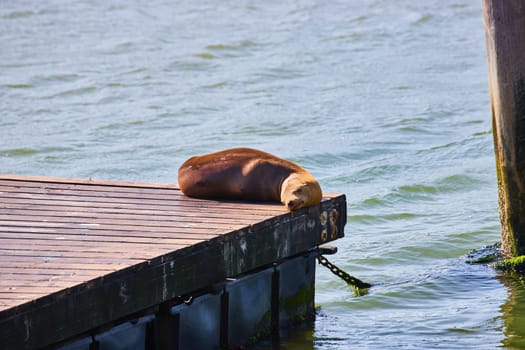 Image of Seal napping and sunbathing on sunny day at corner edge of pier with iron chain anchor