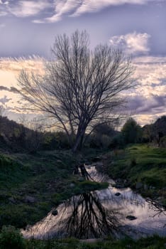 A large poplar tree in winter reflected in the river. Reflections, leafless, deciduous tree, vegetation, water, clouds, cold, nobody