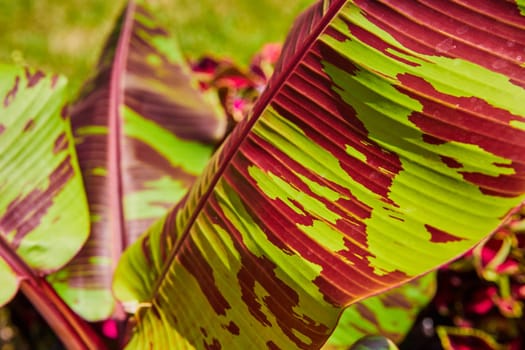 Image of Maroon and lime green leaves on unique plant close up