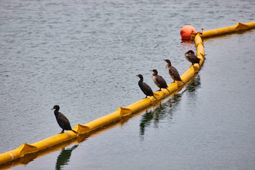 Image of Five waterfowl standing on inflated yellow top of submerged net with orange buoy