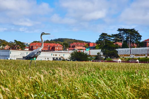 Image of Great Blue Heron walking in grassy field with distant San Francisco buildings