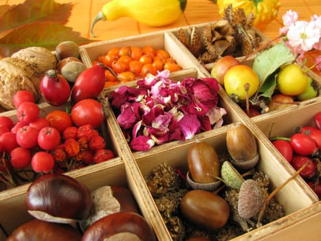 Type case with autumn fruits and rose petals