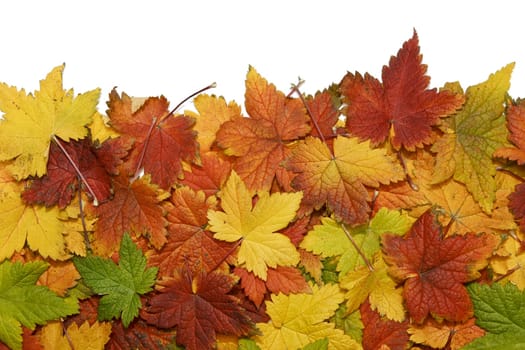 Beautiful fall leaves on white background