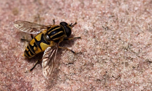Helophilus pendulus