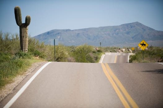 Road with double yellow line and three humps goes off into the distance past a