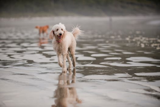 A Golden Doodle runs towards the camera on a wet sandy beach.