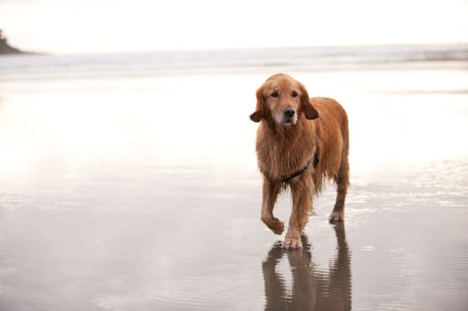 Wet Golden Retreiver walks towards camera on a wet sandy beach. The ocean and sky in the background is mostly bright or white.