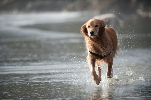 Wet Golden Retriever runs on a sandy beach in the direction of the camera. Water splashes around him.