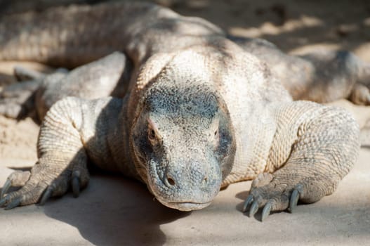 Komodo Dragon - Varanus komodoensis - In the Sand