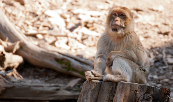 Barbary Macaque Monkey (Macaca sylvanus) Sitting on Tree Stump