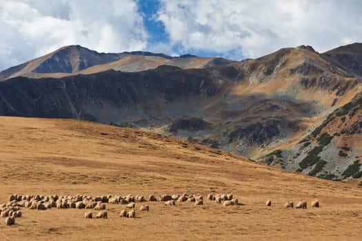 a flock of sheep in a mountain valley