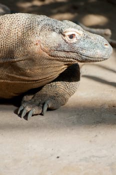 Close up of Komodo Dragon - Varanus komodoensis