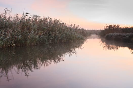 reed reflection on the lake before sunrise