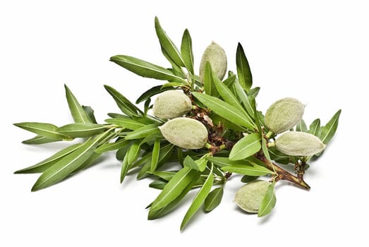 Green raw almonds isolated over a white background.