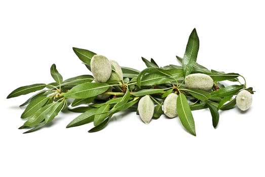 Green raw almonds isolated over a white background.