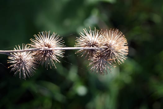 Thistles in autumn
