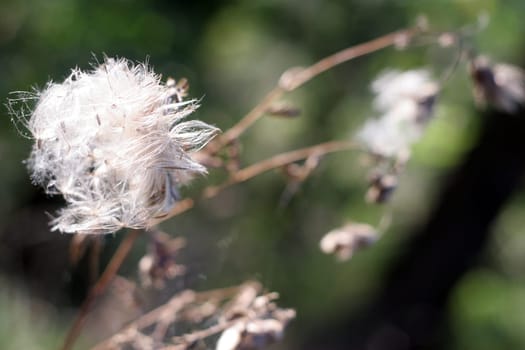 Thistles in autumn