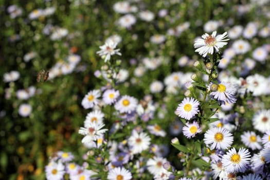Flowers in autumn