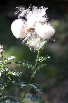 Thistles in autumn