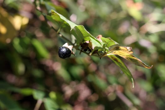 Deadly nightshade