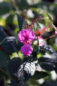 Flowers in autumn