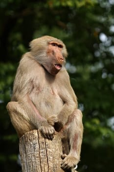 Baboon Portrait