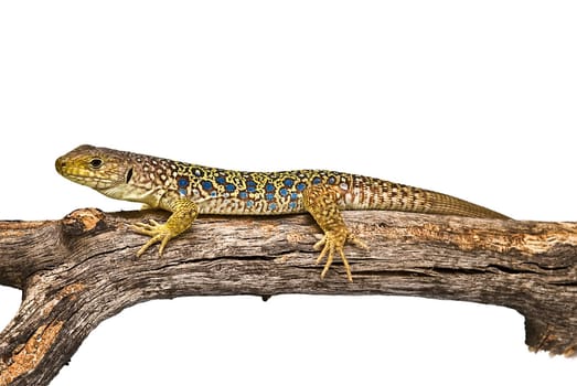 Colorful lizard on a dry branch isolated over a white background.