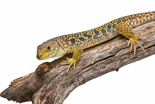 Colorful lizard on a dry branch isolated over a white background.