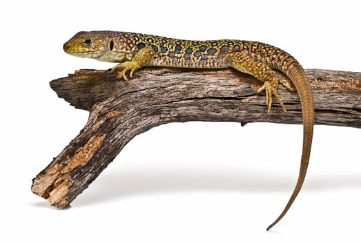 Colorful lizard on a dry branch isolated over a white background.