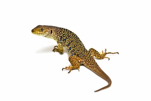 Colorful lizard isolated over a white background.