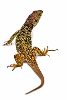 Colorful lizard isolated over a white background.