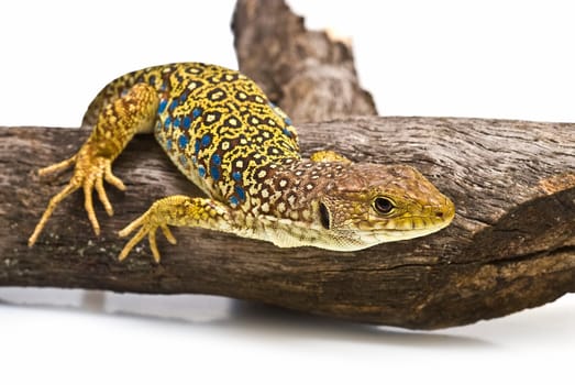 Colorful lizard on a dry branch isolated over a white background.
