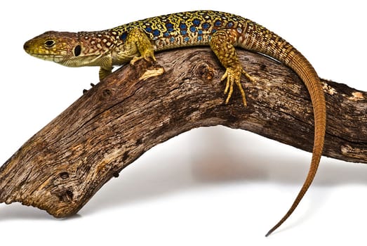 Colorful lizard on a dry branch isolated over a white background.
