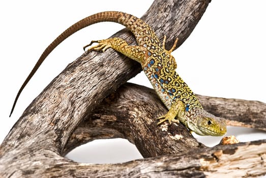 Colorful lizard on a dry branch isolated over a white background.
