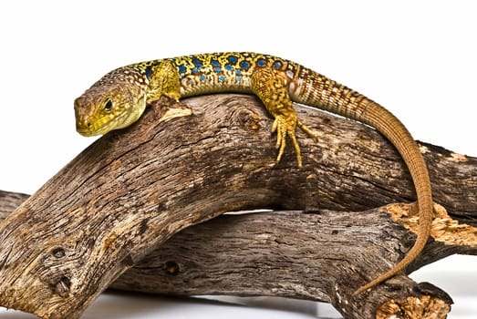 Colorful lizard on a dry branch isolated over a white background.
