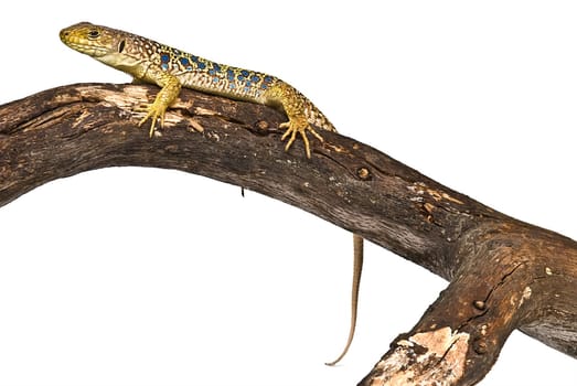 Colorful lizard on a dry branch isolated over a white background.